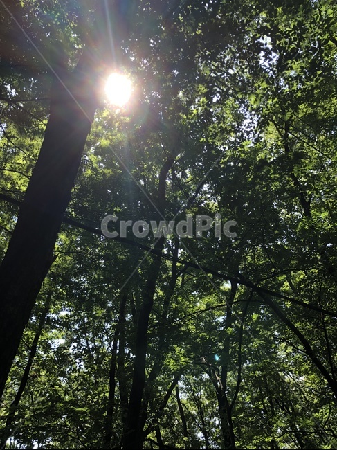 하늘,가을,등산,나무,자연,풍경,배경,컨셉