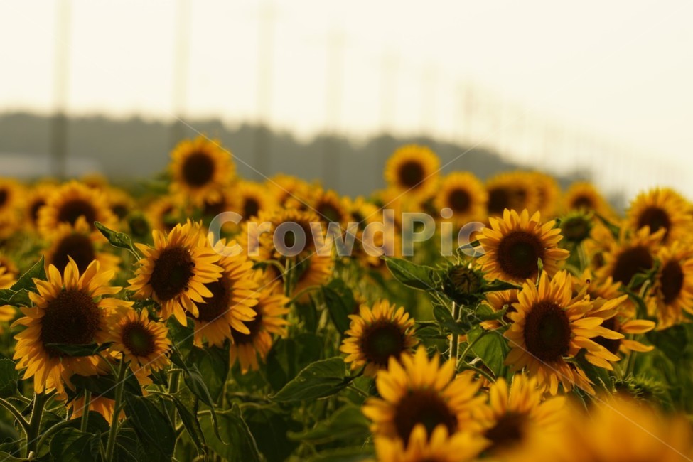 해바라기,가을,꽃,자연,풍경,nature,식물,여름,태양,sunflower,summer,fall,autumn,season,노란색,감성,여름,계절,summer,season,가을,fall,autumn,식물,자연,plants,nature,꽃,flower,plant,blossom