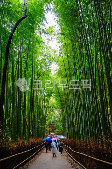 atmosphere,bamboo forest,forest,confluence,umbrella,nature,people,damp,vivid,bamboo,trail,Arashiyama,plant,Rainy Day,park,walk