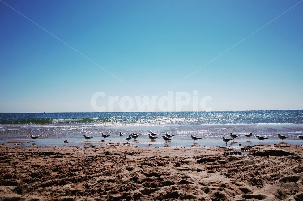 바다,풍경,갈매기,해운대,부산,sea,seagull,beach,자연,풍경,nature,landscape,해변,바다,beach,sea,동물,animal,조류,새,birds,휴식,힐링,rest,relaxation,healing,water,물,ocean,대양,outdoors,옥외,bird