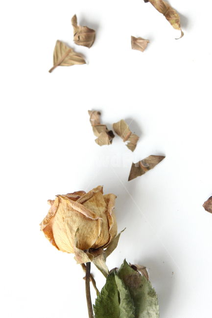 brown,decoration,driedflowers,dry,flower,green,leaf,natural,nature,plant,romantic,rose,topview,white,yellow,갈색,브라운,나뭇잎,잎,가루,말린,건조,드라이,드라이플라워,자연,식물,장미,노란장미,로즈,로맨틱,흰배경,탑앵글,탑뷰,플라워,꽃,꽃,flower