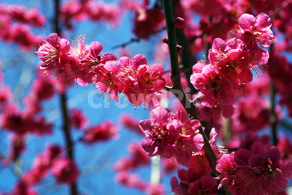 홍매화,매화,홍매,꽃,봄,계절,붉은색매화,식물,자연,plants,nature,꽃,flower