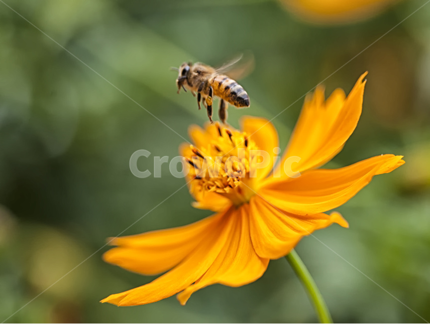 봄,꽃,벌,봄꽃,꿀벌,식물,자연,plants,nature,꽃,flower,동물,animal,곤충,벌레,insect,bug