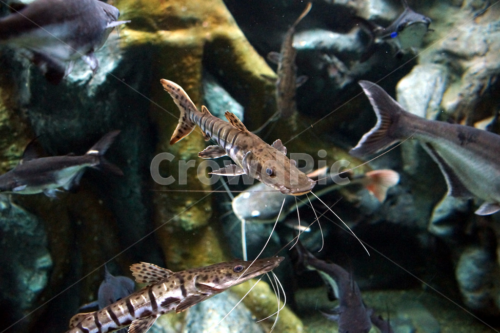 물고기,수족관,아쿠아,물,유리,fish,aquarium,aqua,water,glass