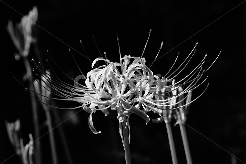 꽃무릇,상사화,꽃,붉은꽃,식물,식물,자연,plants,nature,꽃,flower,흑백,모노톤,monochrome,black and white