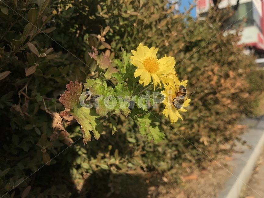 벌,꽃,노랑,가을,아웃포커싱,식물,자연,plants,nature,꽃,flower,동물,animal,곤충,벌레,insect,bug