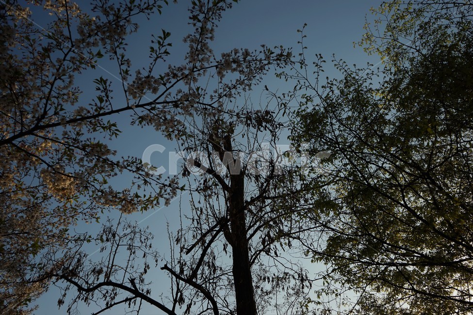숲,나무,가지,식물,자연,tree,silhouette