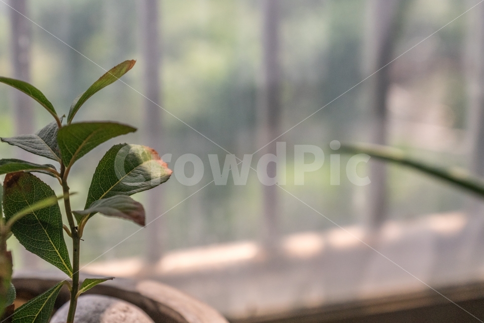 나무,식물,빛,화분,풀,식물,자연,plants,nature