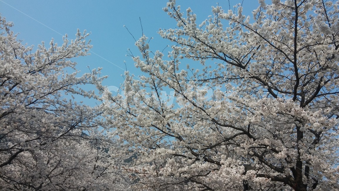 벚꽃,산,벚꽃나무,나무,벚꽃잎