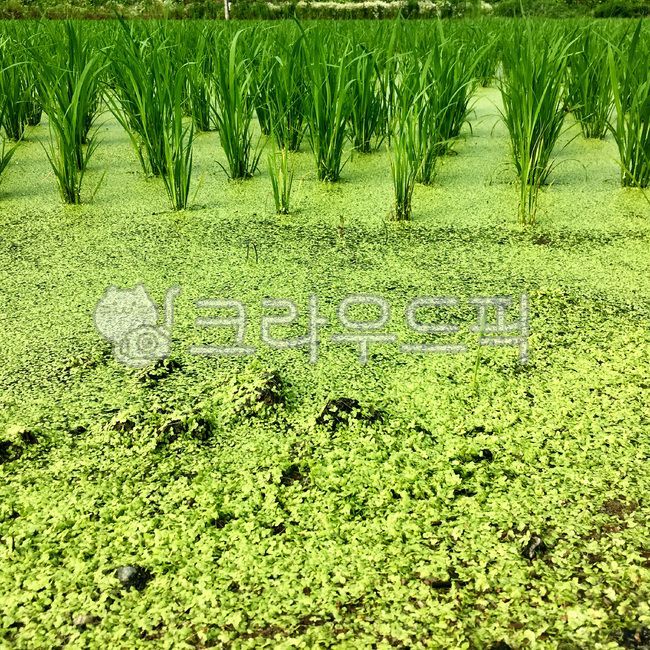 plant, 식물, vegetation, 논, 논밭, 사진,이미지,일러스트,캘리그라피 - Nvkvkfkq작가