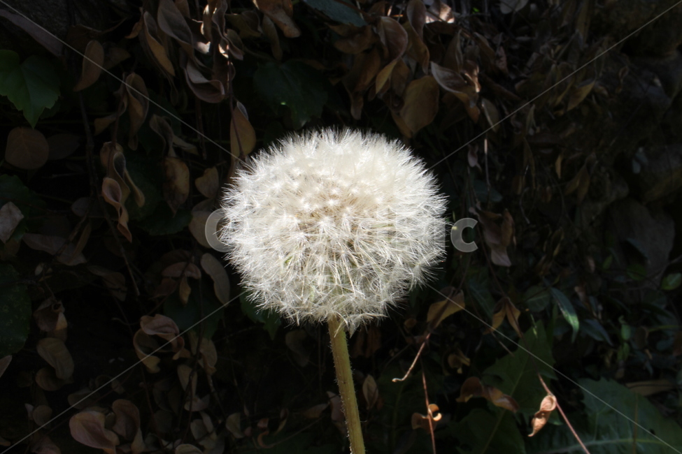 민들레,홀씨,민들레홀씨,식물,dandelion,식물,자연,plants,nature,꽃,flower