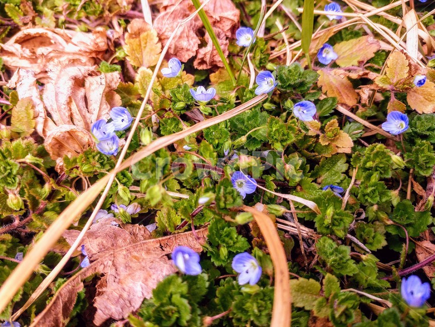 들꽃,자연,꽃,풀꽃,푸른꽃,식물,자연,plants,nature,꽃,flower