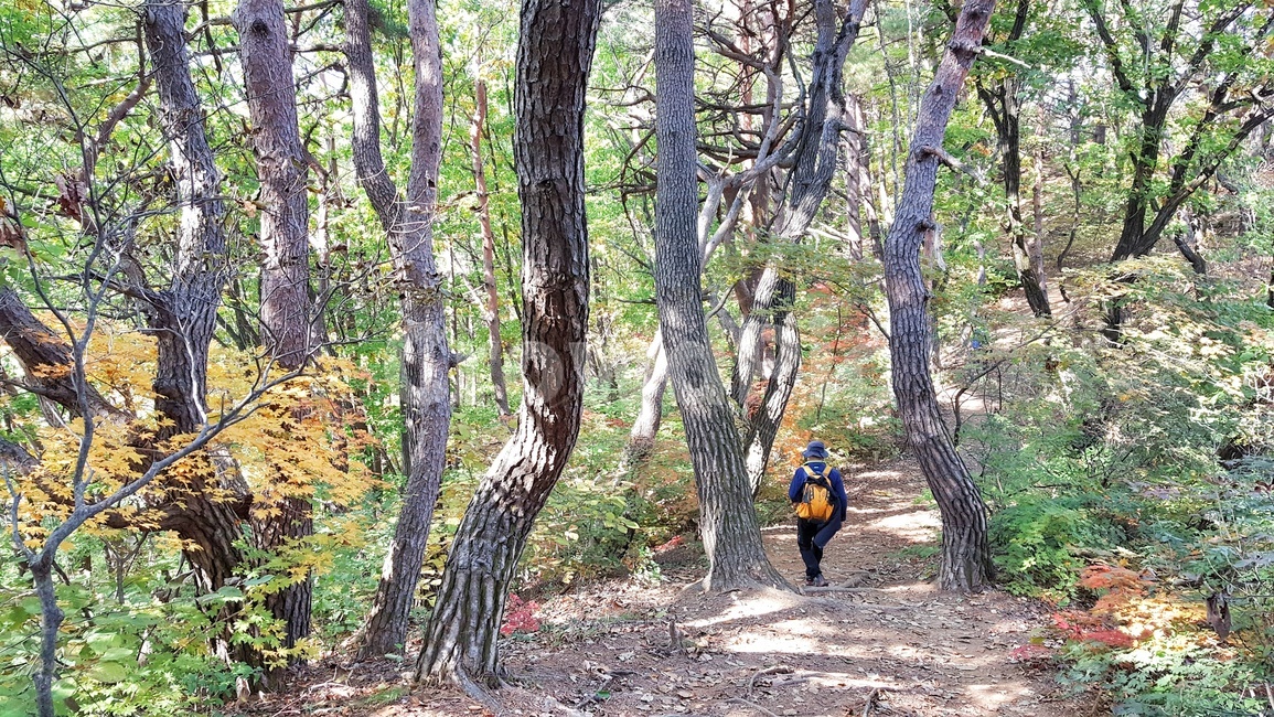 산행,등산,힐링,나무,산,숲,소나무,운동,자연,초록,nature,landscape,스포츠,등산객,길,사람,레져,건강,sports,leisure