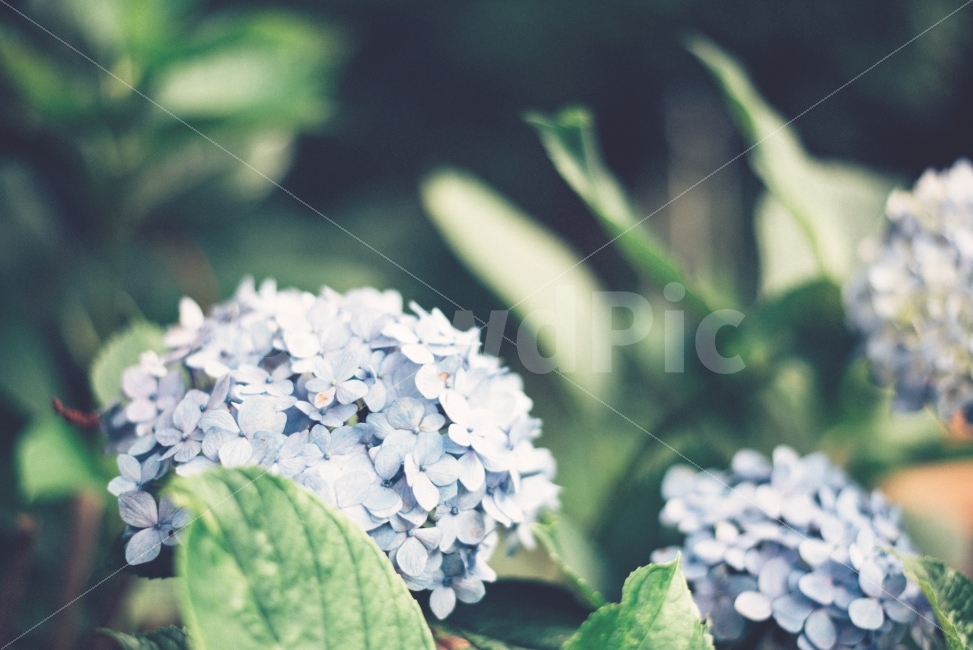 꽃,식물,수국,파란수국,flower,hydrangea,plant,식물,자연,plants,nature,꽃,flower,감성,sensible,feeling
