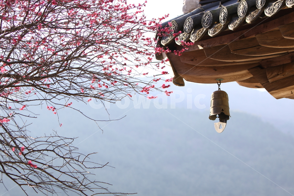 전남,구례,화엄사,흑매,매화꽃,사찰,각황전,4월,꽃,빛,봄,계절,spring,season,한국전통,한국문화,korean traditional,korean culture,종교,신앙,religion,belief,faith,건축물,건물외관,exterior,building,structure,architecture,construction