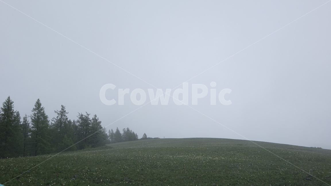 숲,forest,nature,자연,tree,나무,fog,안개