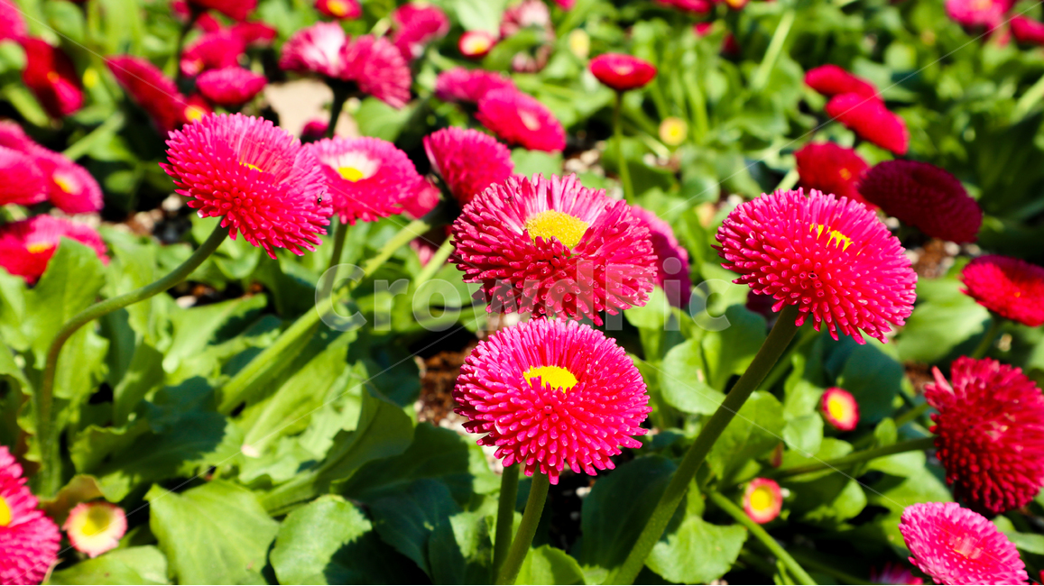 꽃,데이지꽃,봄,데이지,따뜻함,계절,spring,분홍,공원,daisies,plant,식물,flower,pink