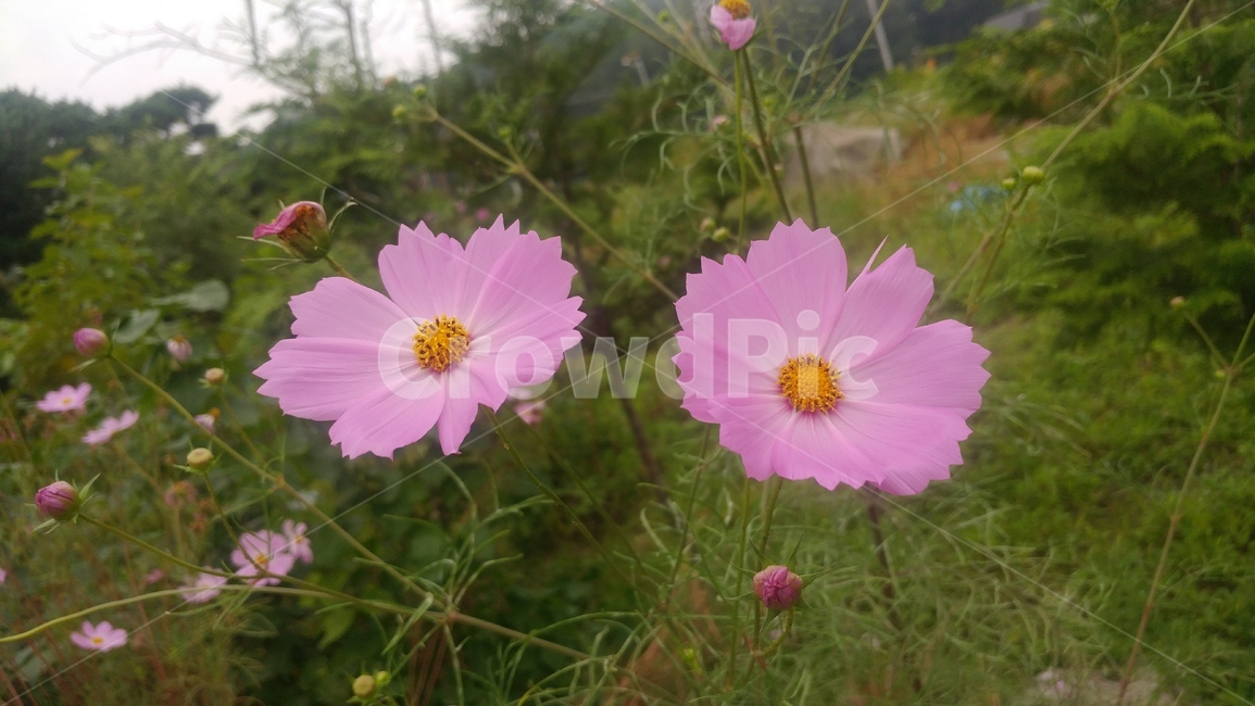 코스모스,가을,자연,풀,분홍,가을,계절,fall,autumn,season,식물,자연,plants,nature,꽃,flower,plant