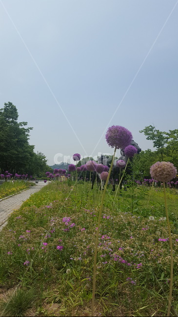 꽃,들판,보라색,풀,바람