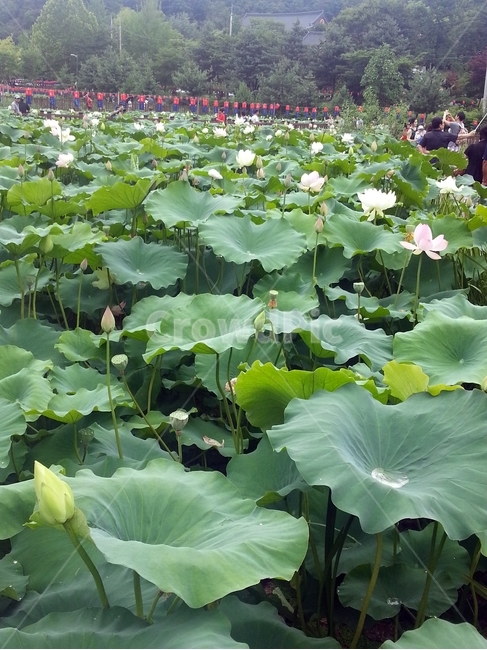 연못,연꽃,꽃,식물,꽃구경