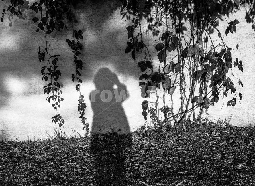 가을,나무,그림자,담쟁이,계절,낙엽,사람,감성,햇살,가을,계절,fall,autumn,season,식물,자연,plants,nature,인물실루엣,사람실루엣,character silhouette,human silhouette,흑백,모노톤,monochrome,black and white,silhouette,실루엣