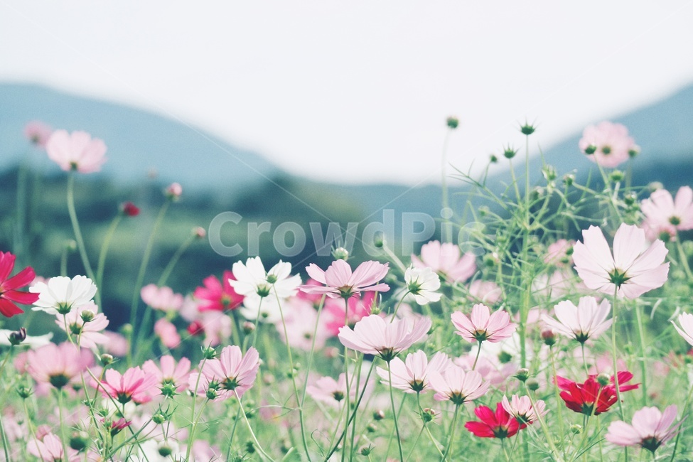 코스모스,꽃,cosmos,flower,감성,가을,계절,fall,autumn,season,식물,자연,plants,nature,꽃,flower,감성,sensible,feeling,blossom,geranium,제라늄,plant