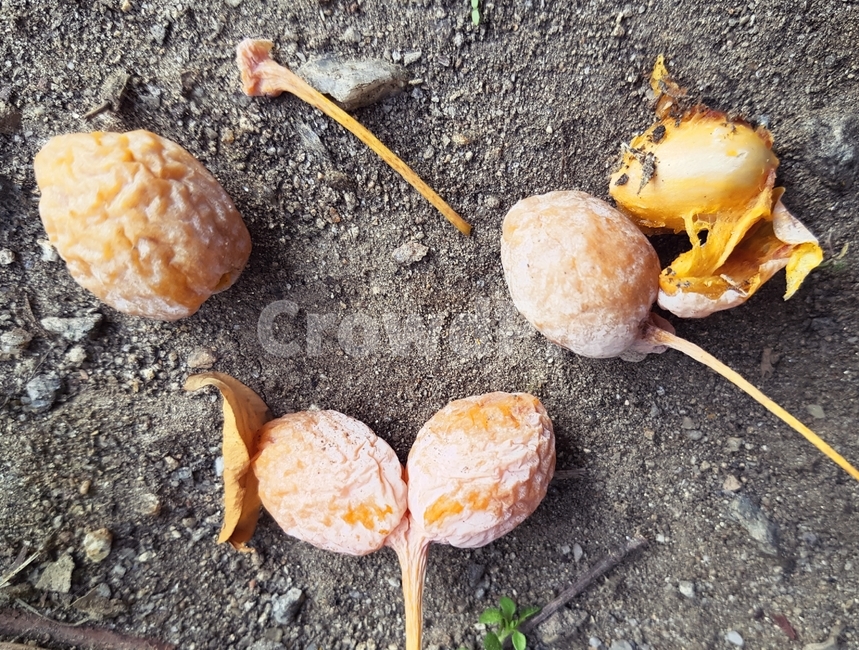 은행나무열매,은행,ginkgo,ginkgofruit,ginkgonut