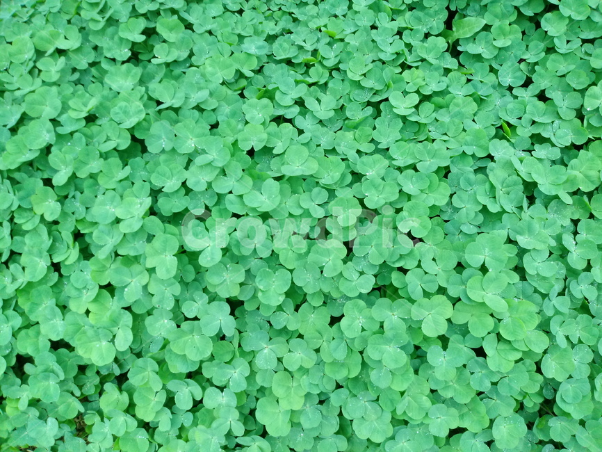 네잎클로버,fourleafclover,토끼풀,식물,콩과,여러해살이풀,식물,자연,plants,nature
