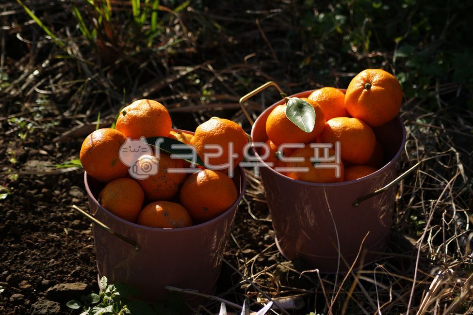 specialproduct,Specialties,Jeju,fruit,desirable,crops,tangerinefield,Orange,tangerines,farm,ripe,Agriculture,mandarin,cultivated,citrus fruits,grow,Fruit,tangerine,nature,tangerinetree,specialty products,tree,citrus,outdoor,orange,orchard,citrus tree,cult