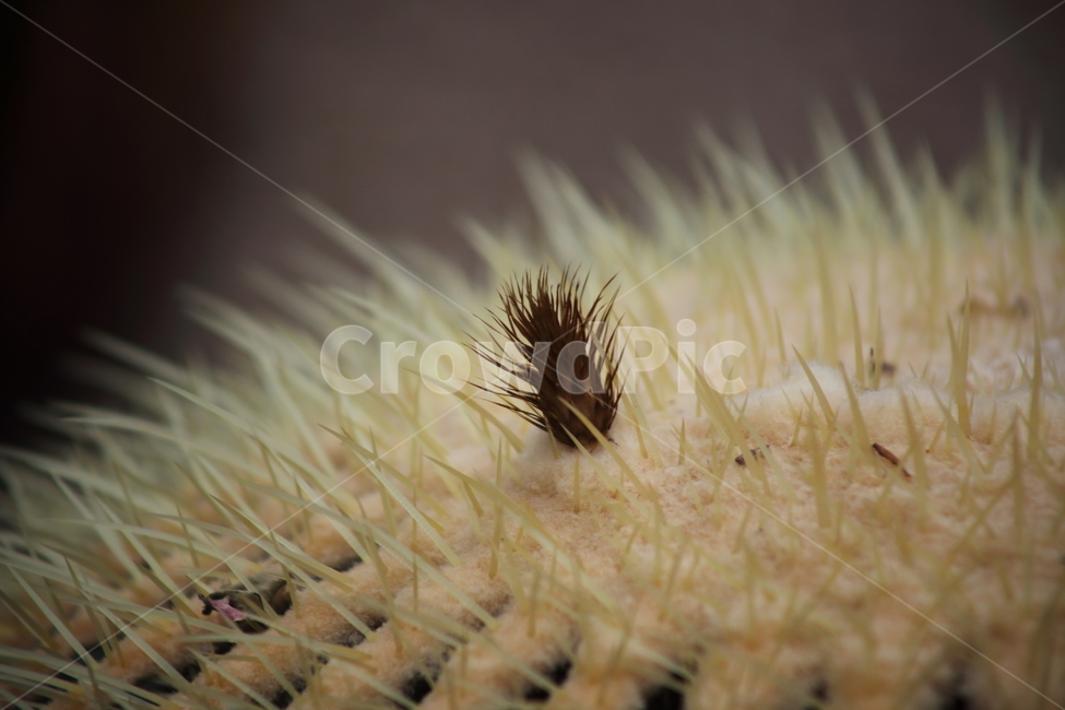 금호선인장,황금술통선인장,온실,goldenbarrelcactus,선인장,식물,자연,plants,nature
