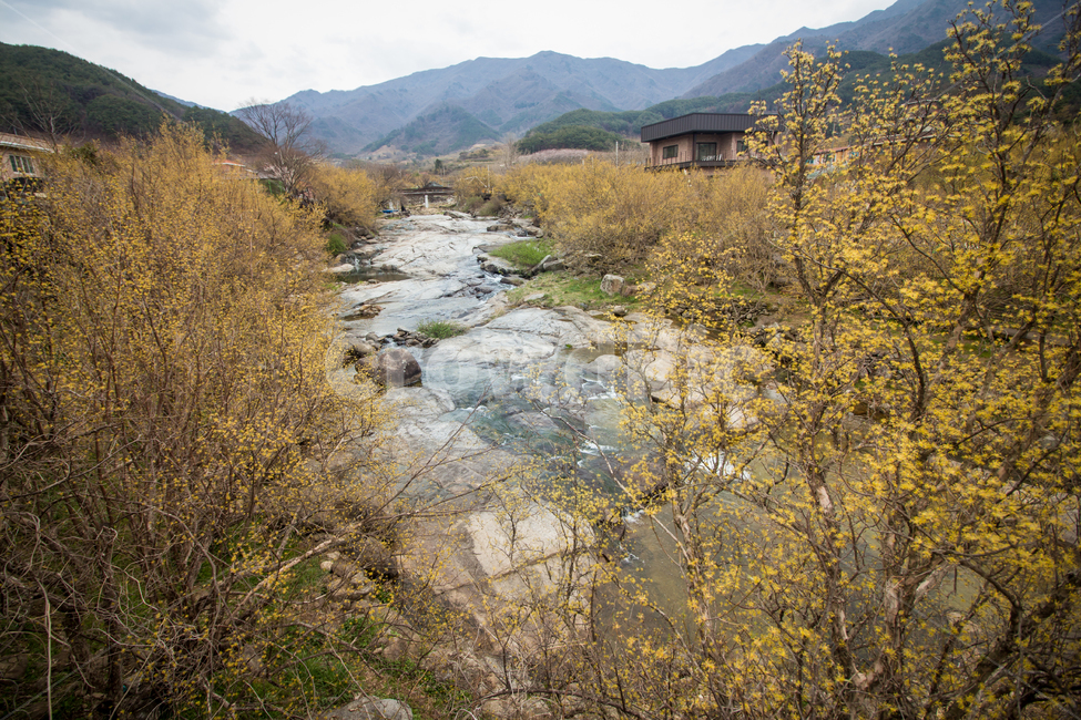 산수유,산수유꽃,봄꽃,꽃,flower,blossom,nature,시골,물,water,시냇물,outdoors,자연
