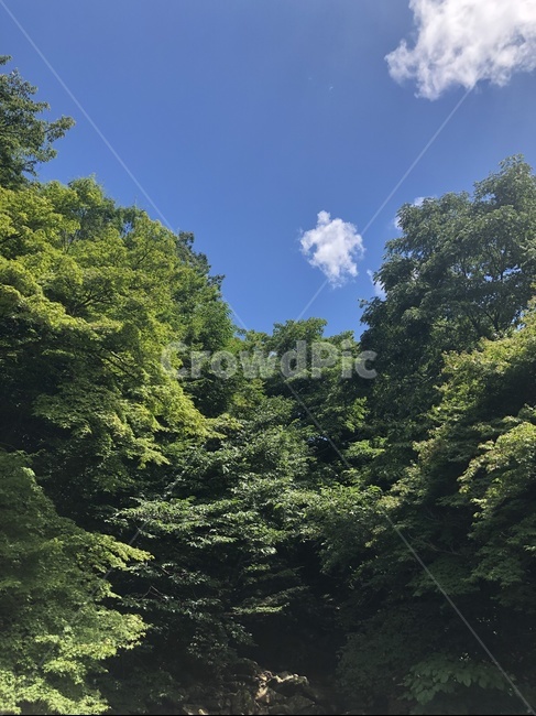 나무,숲,산속,하늘,피톤치드,녹색,풍경,힐링,여름,tree,forest,phytoncide,green,relax,summer,park,자연,풍경,nature,landscape,plant,식물,fir,전나무