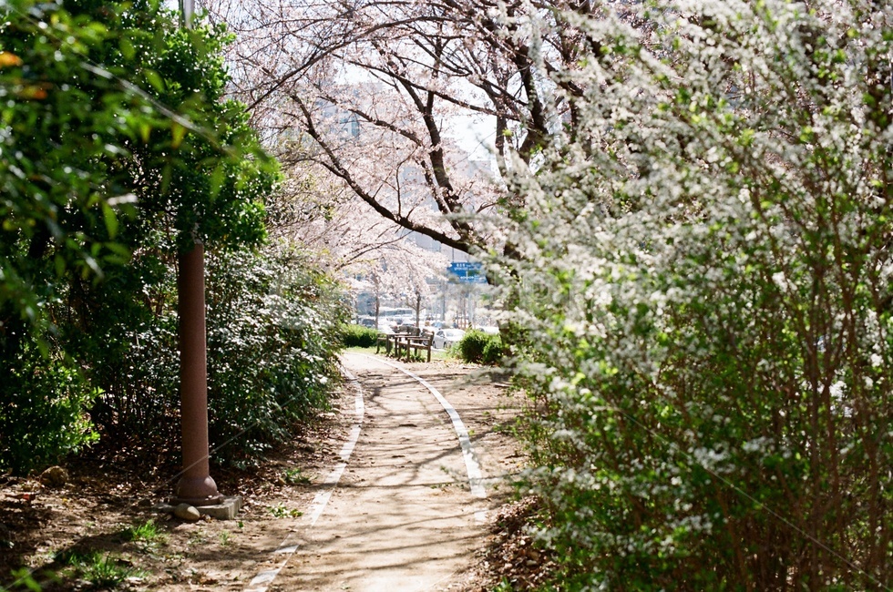 필름사진,filmphotography,필름,길,벚꽃길,봄,따스한,포근한,계절,season,warm,cozy,spring,꽃길