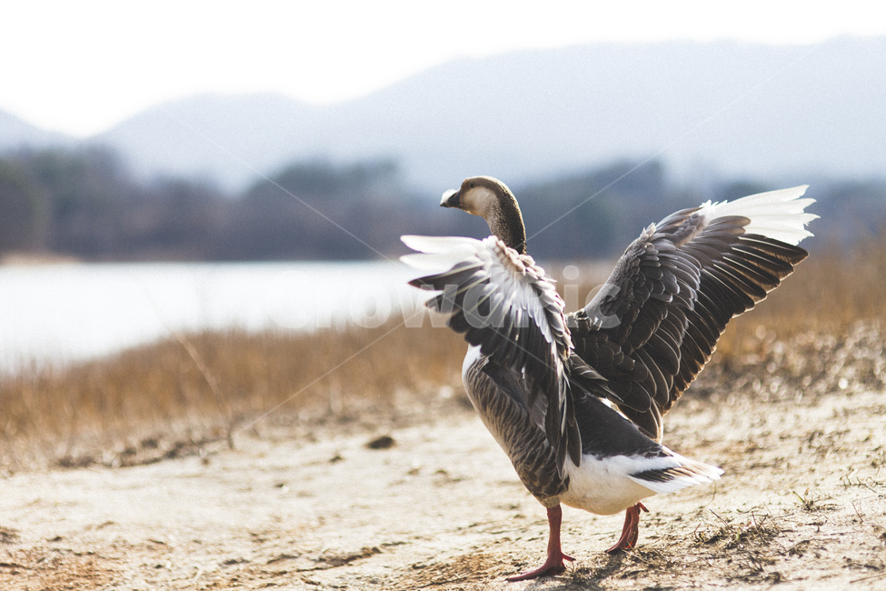 Daecheongho Ecological Park,landscape photography,duck,Daecheong Lake,flapping wings
