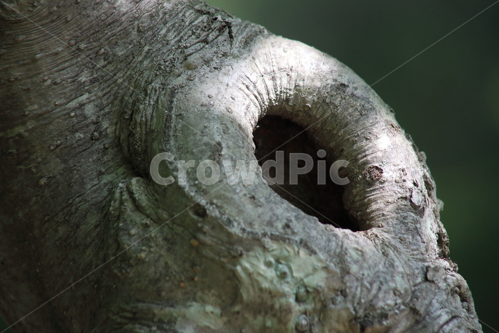 나무,구멍,고목,옹이,wood,나무껍질,수피