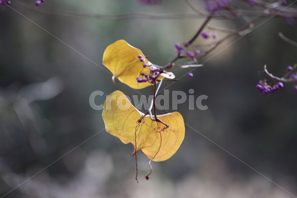단풍,잎,식물,가을,redleaves,식물,자연,plants,nature