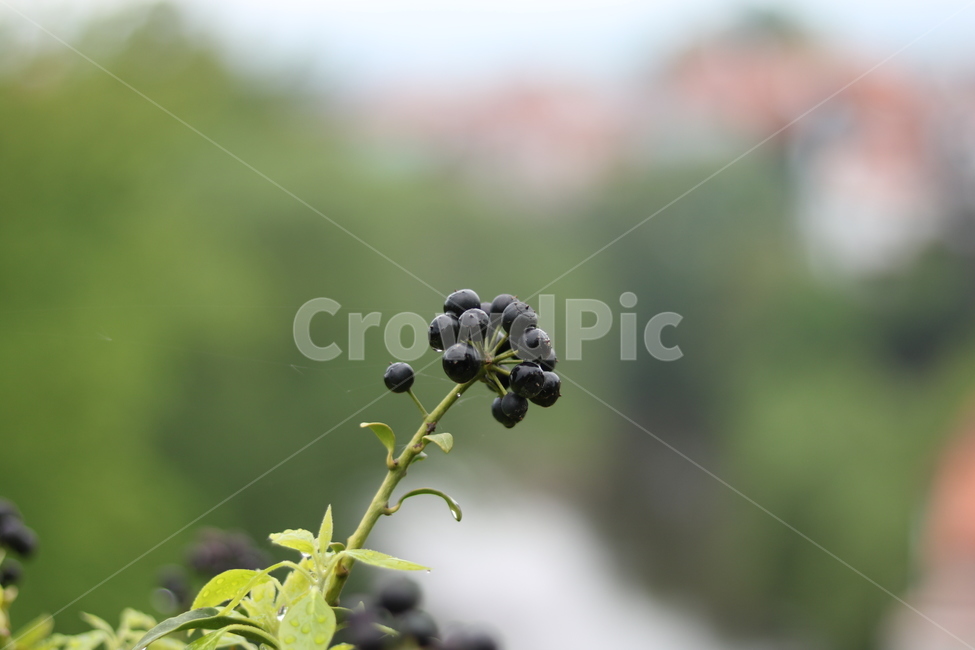 식물,열매,이슬,아침,싱그러움,식물,자연,plants,nature,과일,열매,fruit