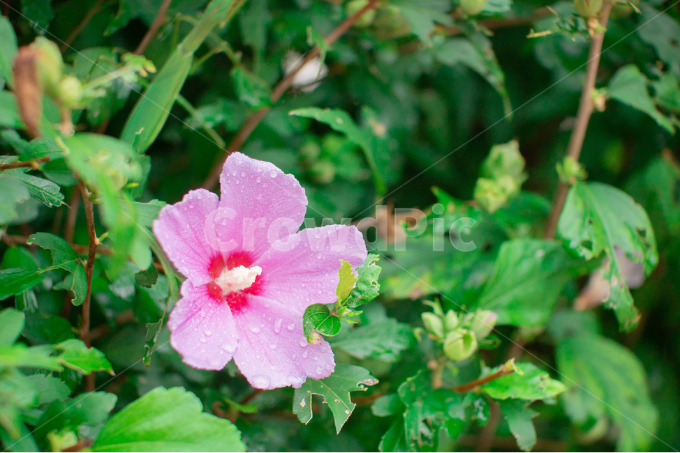 숲,꽃,식물,무궁화,이슬,한국전통,한국문화,korean traditional,korean culture,식물,자연,plants,nature,꽃,flower