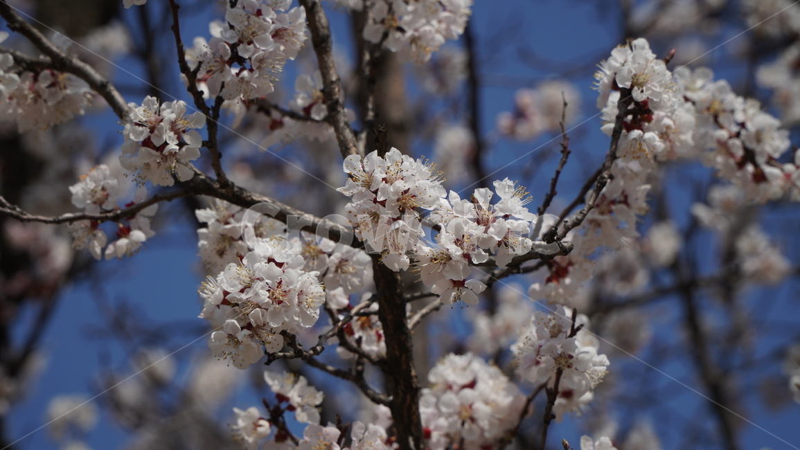 plant,식물,flower,blossom,꽃