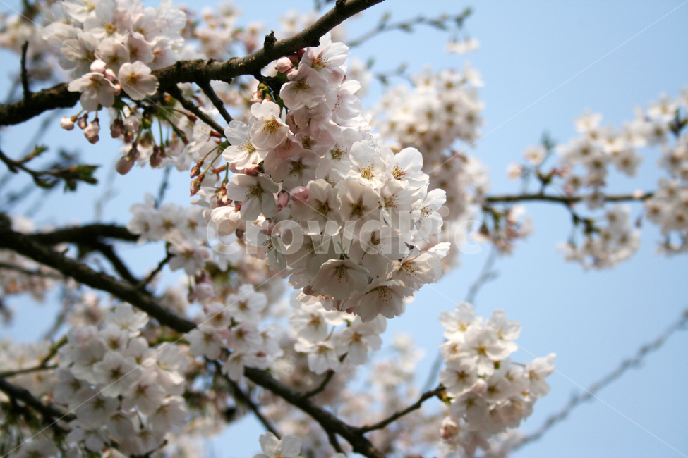 벚꽃,봄,봄날,감성,spring,flower,풍경,식물,꽃,분홍색,봄,계절,spring,season,식물,자연,plants,nature,꽃,flower,plant,blossom,cherry blossom