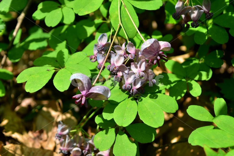 으름덩굴,야생화,꽃,생태,식물,자연,들꽃,산꽃,봄,감성,힐링,플라워,계절,시즌,wild,Flower,plants,nature,spring,season,배경,나무,목본,분홍색,암꽃,수꽃,식물,자연,plants,nature,꽃,flower