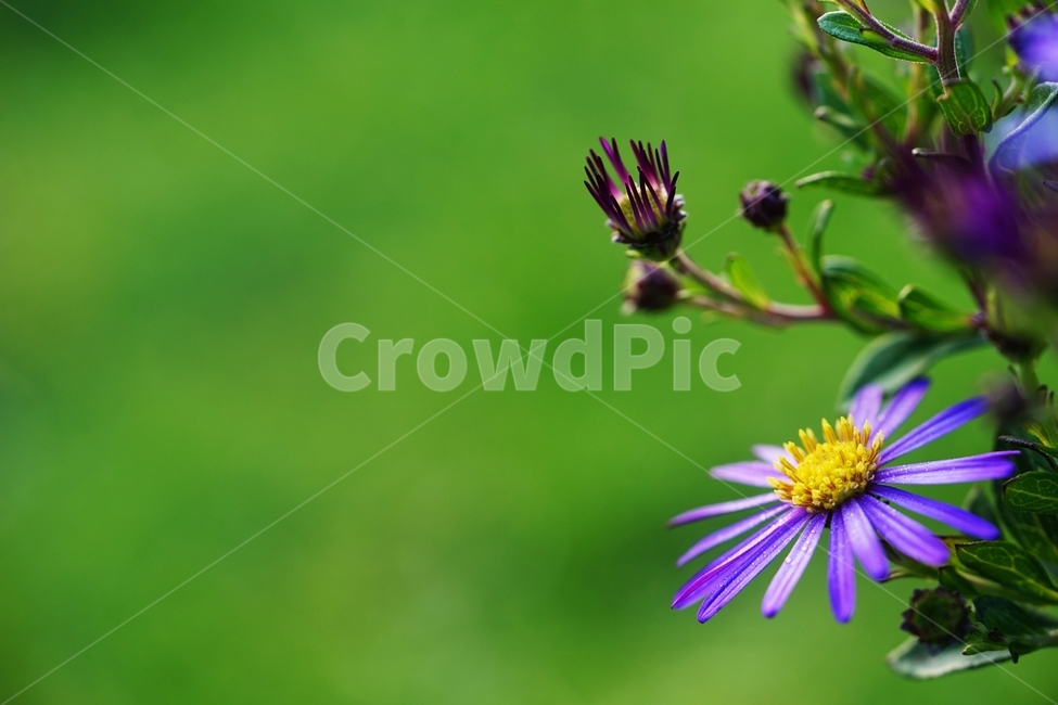 국화,소국,꽃,식물,가을,이슬,식물,자연,plants,nature,꽃,flower