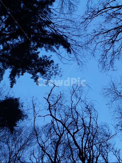 하늘,산,나무,겨울,저녁