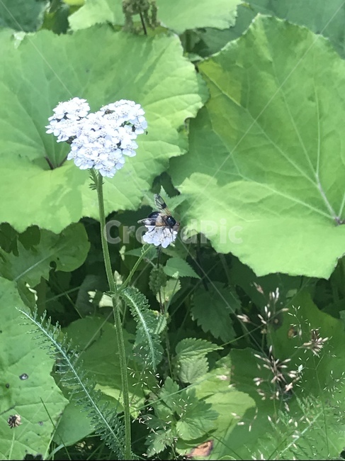들꽃,벌,꿀벌,야생화,자연,초록,꿀,식물,자연,plants,nature,꽃,flower
