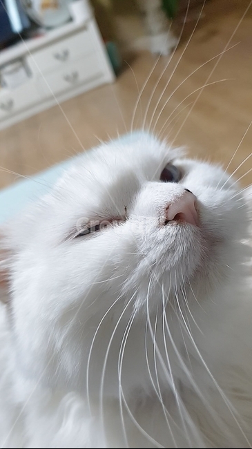 냥이,고양이윙크,귀여운윙크,하얀고양이,하얀수염