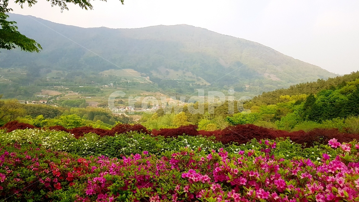 자연,산,꽃,조화,평안,휴식,자연,풍경,nature,landscape,outdoors,옥외,hill,언덕