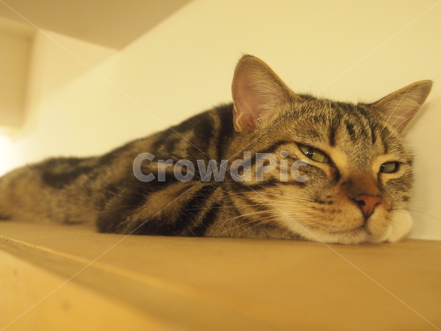 고양이,동물,엎드림,냥이,힐끔,동물,animal,포유류,mammal,고양이,cat,kitten,kitty