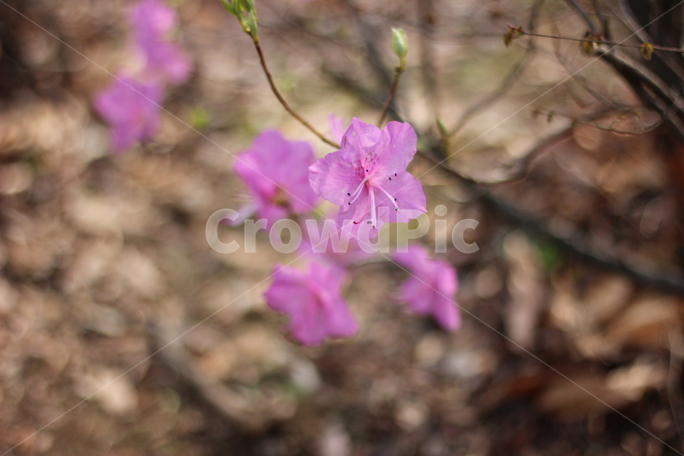봄,봄꽃,벚꽃,꽃,spring,springtime,cherryblossom,landscape,scenery,flower,picture,풍경,진달래,핑크,분홍,pink,봄,계절,spring,season,식물,자연,plants,nature,꽃,flower,geranium,제라늄,blossom,plant