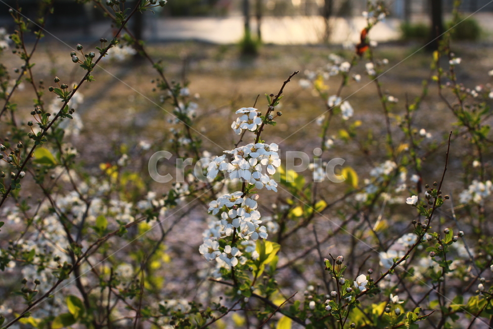 공원,봄,자연,풍경,flower,spring,꽃,봄,계절,spring,season,식물,자연,plants,nature,꽃,flower,plant,jar,항아리,vase,병 장식,potted plant,화분,pottery,도기류,blossom