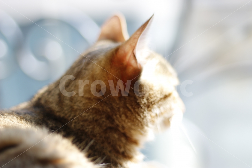 고양이,반려동물,유기묘,길냥이,애완동물,cat,pet,kitten,아기고양이,코숏,코리안숏헤어,동물,animal,캣타워,캣워커,캣폴,햇살,햇볕,일광욕,sunshine,휴식,힐링,rest,relaxation,healing,동물,animal,포유류,mammal,고양이,cat,kitten,kitty